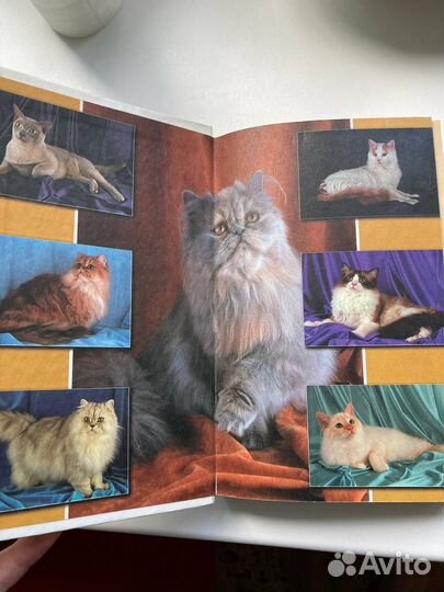 Книга про кошек; книга про гипноз