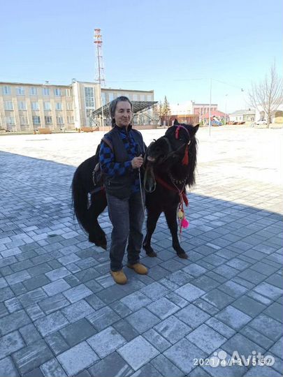 Жеребец пони обмен