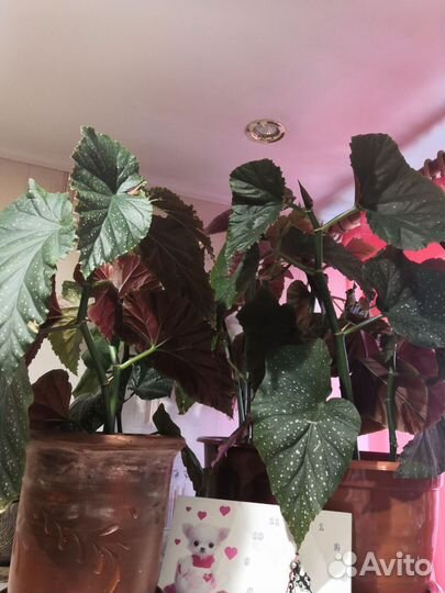 Бегония декоративно лиственная