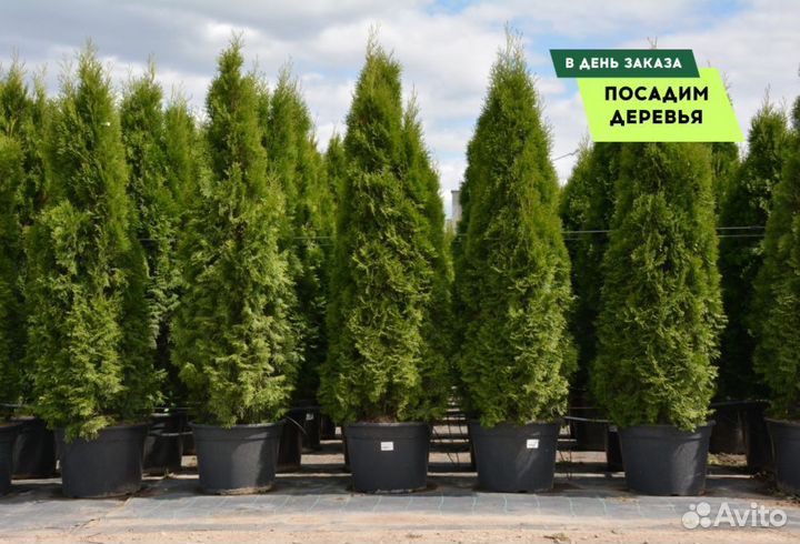 Туя Колумна