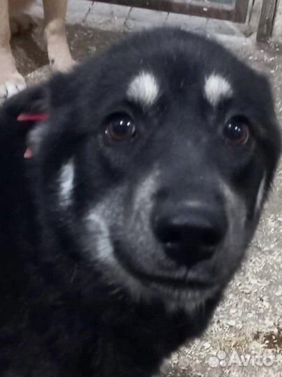 Очень добрая и ласковая собака