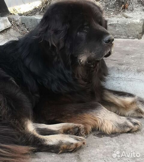 Шерсть тибетского мастифа
