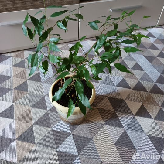 Фикус бенджамина