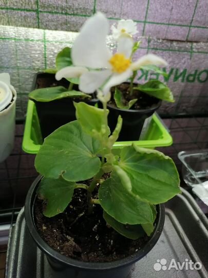 Бегония вечноцветущая