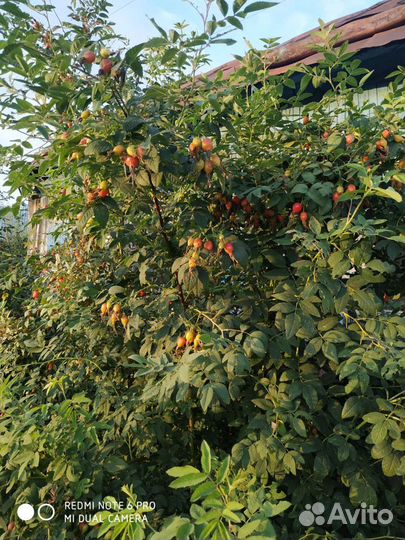 Кусты садового шиповника,дальневосточный