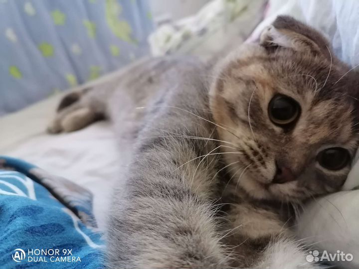 Британские котята