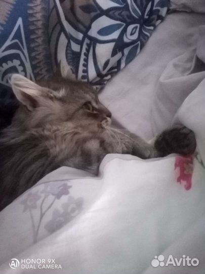 Британские котята