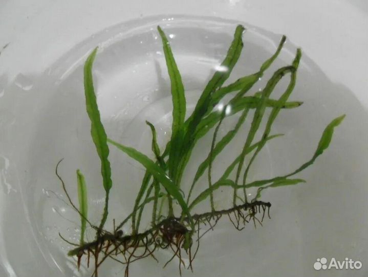 Аквариумные растения