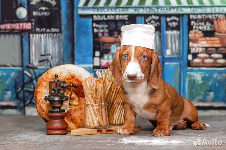 Такса стандартная с голубыми глазами