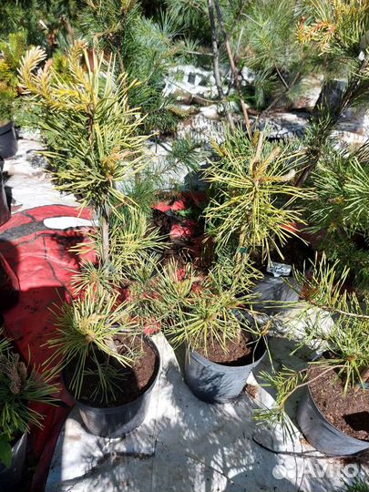Pinus sylvestris Gold Coin