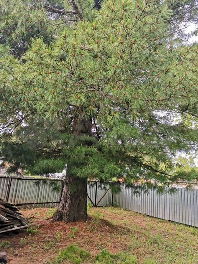 Дача 50 м² на участке 12 сот.