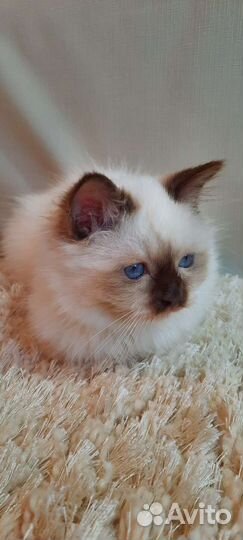 Священная бирма-шоколад пойнт