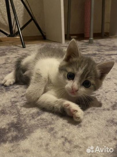 Кошки в добрые руки бесплатно