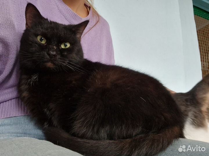 Кошка в дар