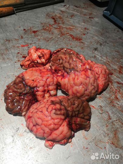 Бычий корень