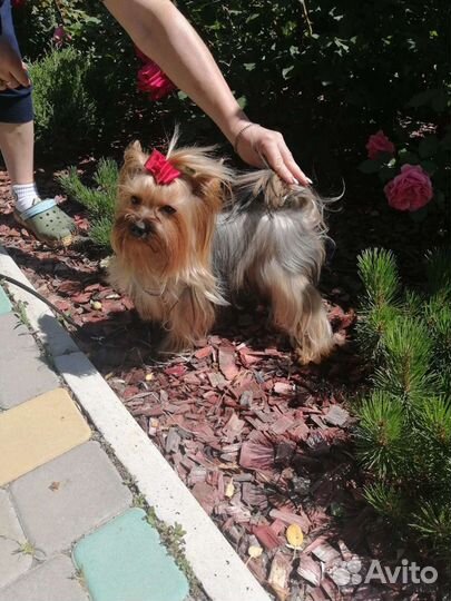 Йоркширский терьер вязка