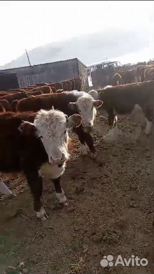 Продам Бычков и телок на откорм