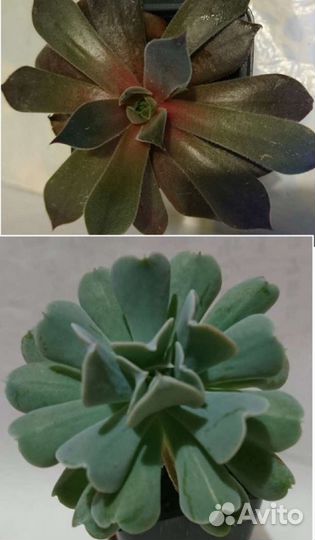 Суккуленты коллекция