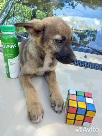 Девочка 2 месяца. Будет до 12 кг