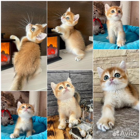 Шотландские котята