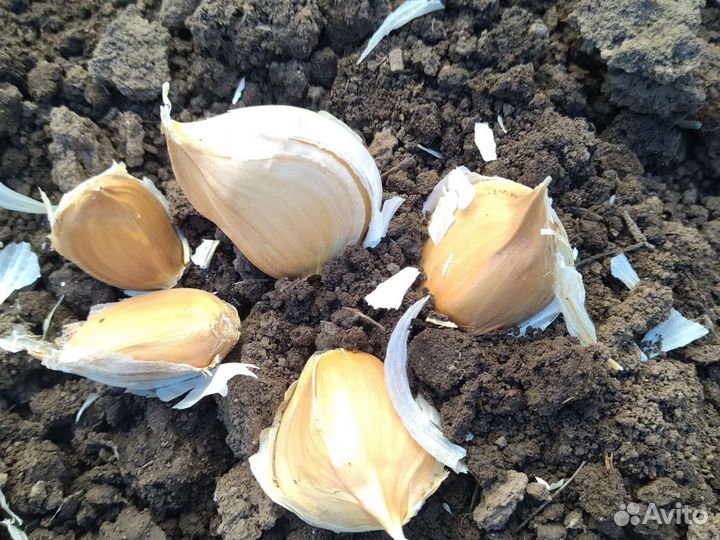 Чеснолук рокамболь