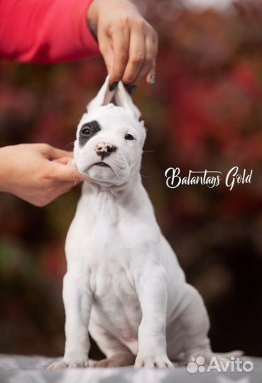 Аргентинский дог