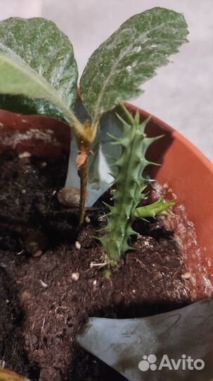 Кактус цветущий