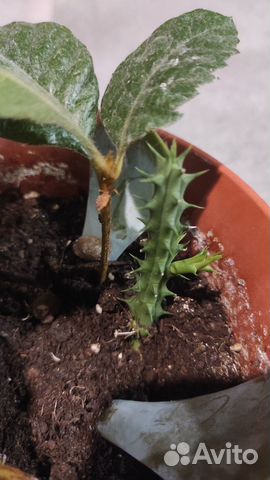 Кактус цветущий