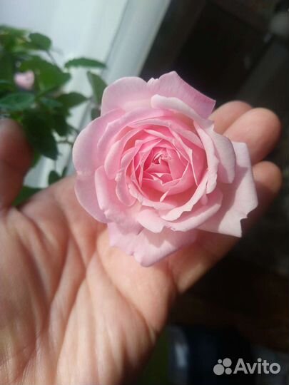 Роза кустовая домашняя