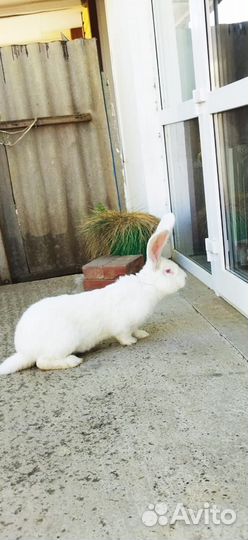 Кролики великаны, фландр, ризен