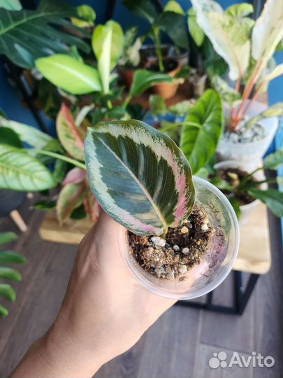 Строманта триколор, калатея Roseopicta