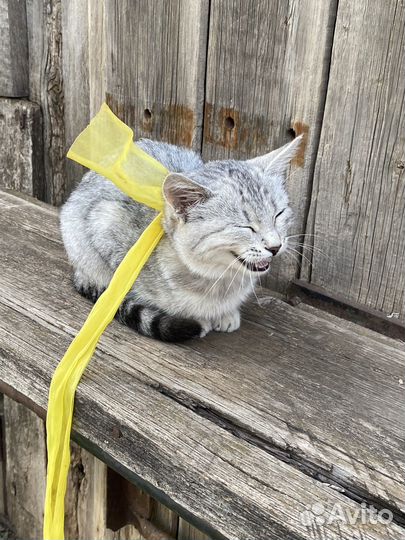Котенок серебристый табби