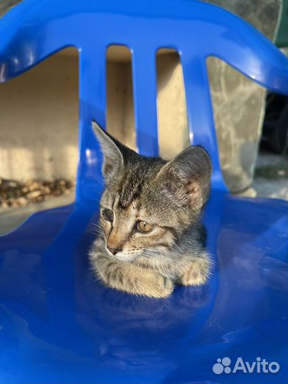 Котенок девочка, бесплатно в добрые руки