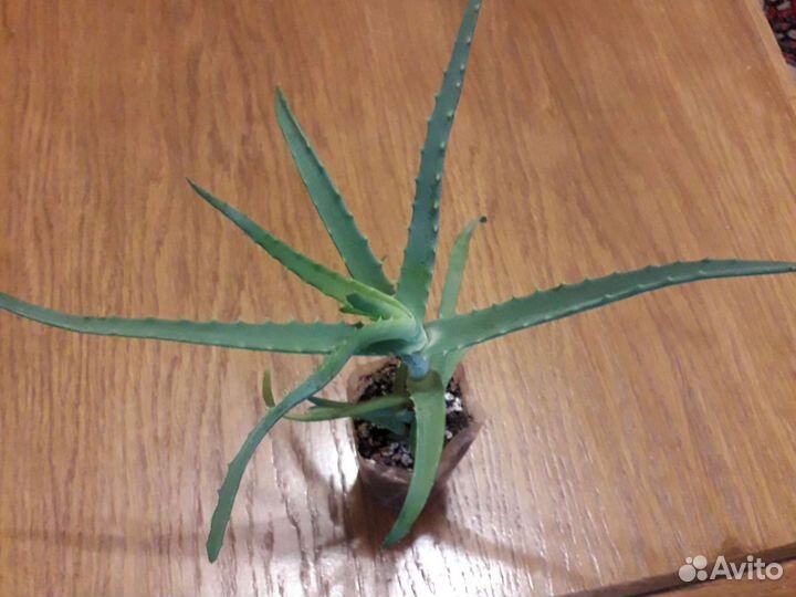 Оксалис,Хлорофитум,Алоэ,Фикус,Антуриум