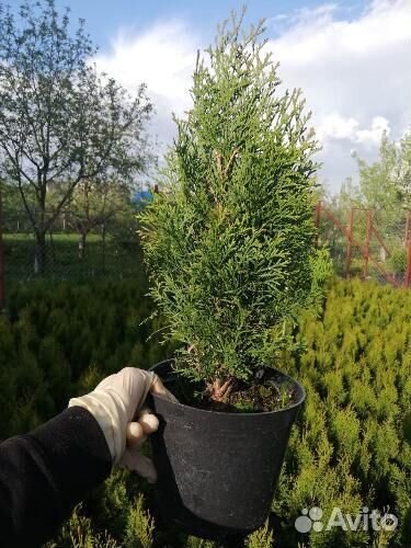 Туя смарагд 40-60 см