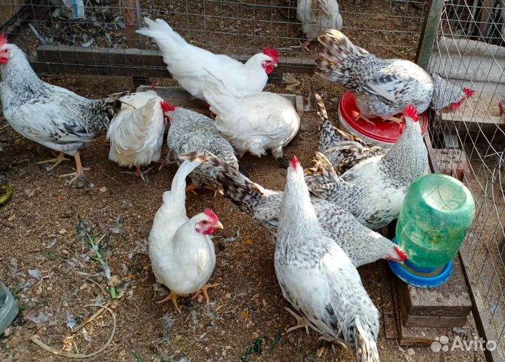 Птица и яйца