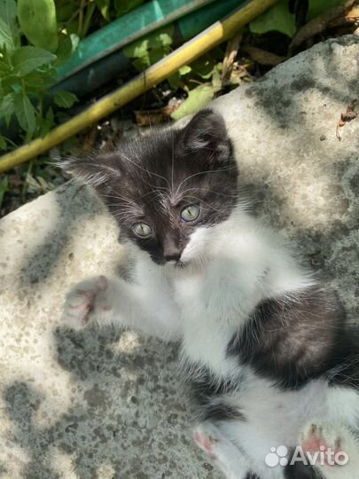 Котенок в добрые руки