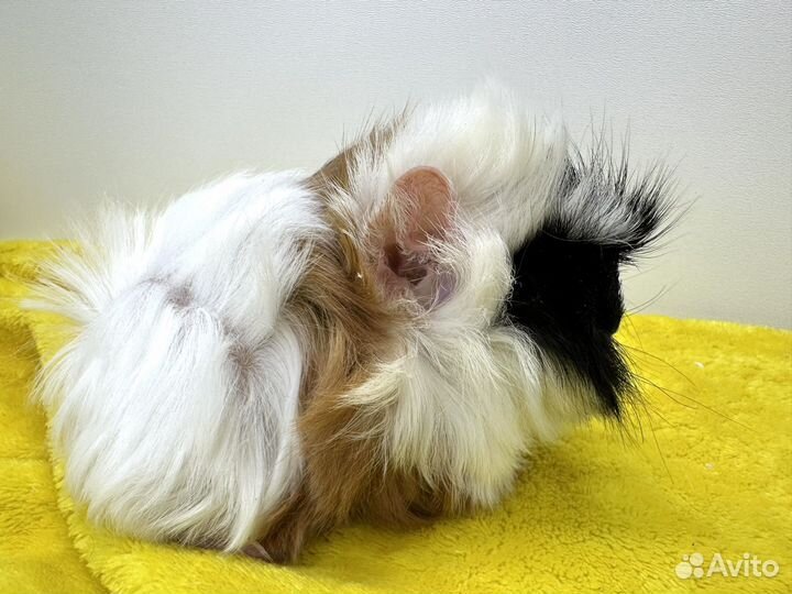 Морские свинки малыши