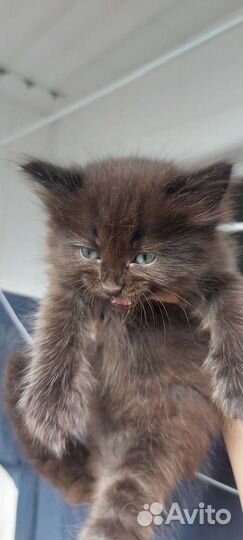 Персидская