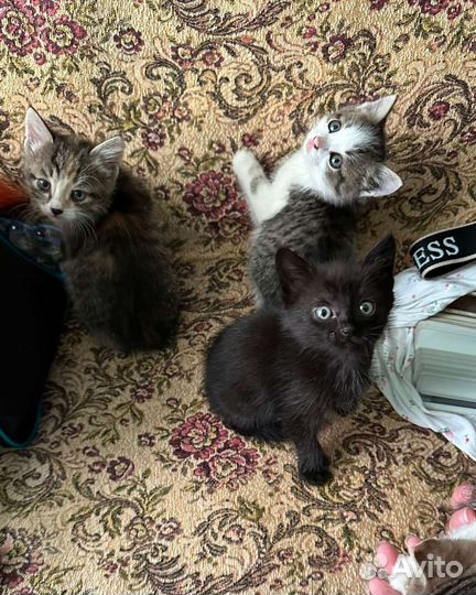 Котята в добрые руки Шумерля
