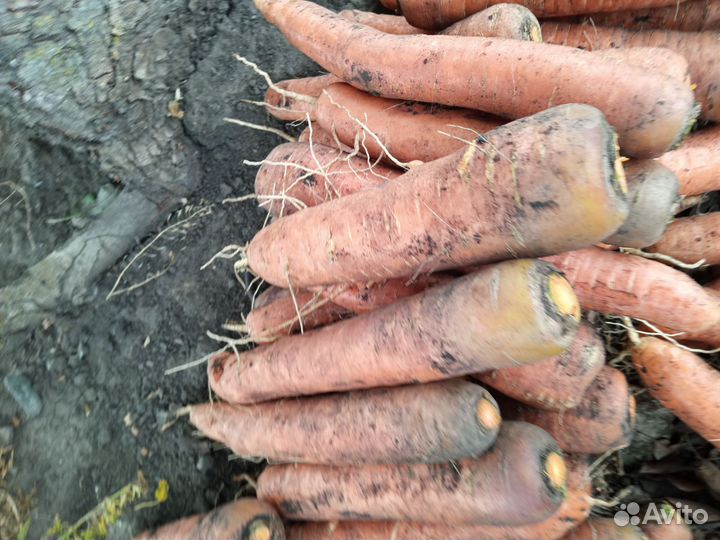 Морковь отборная, крупная,сочная и сладкая