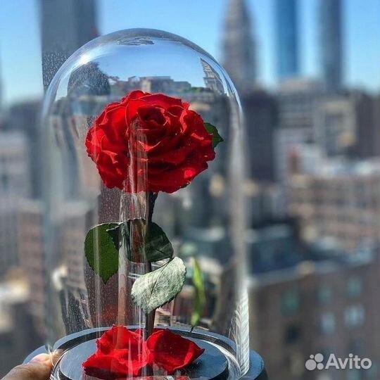 Живая Роза в колбе в стиле «Красавицы и чудовища