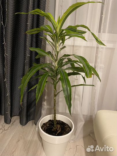 Пальма драцена