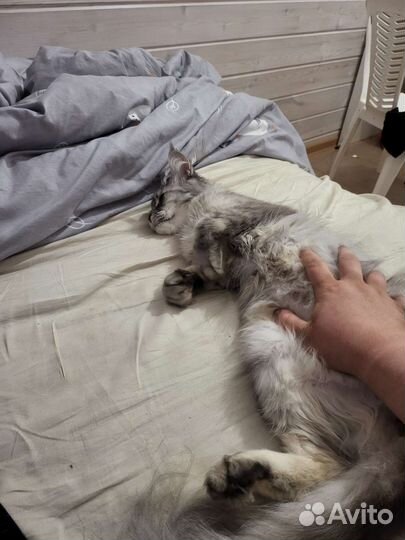 Кошка мейн-кун