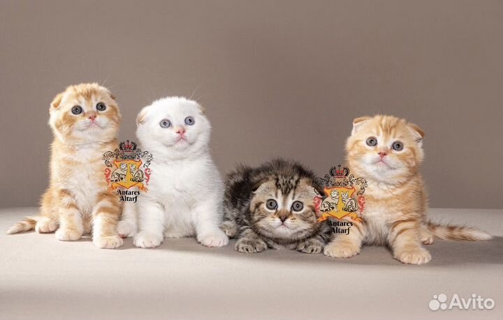 Вязка шотландский вислоухий кот SFS d22