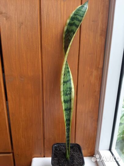 Сансевиерия Компакта