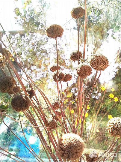 Лишайник уснея и др природные материалы