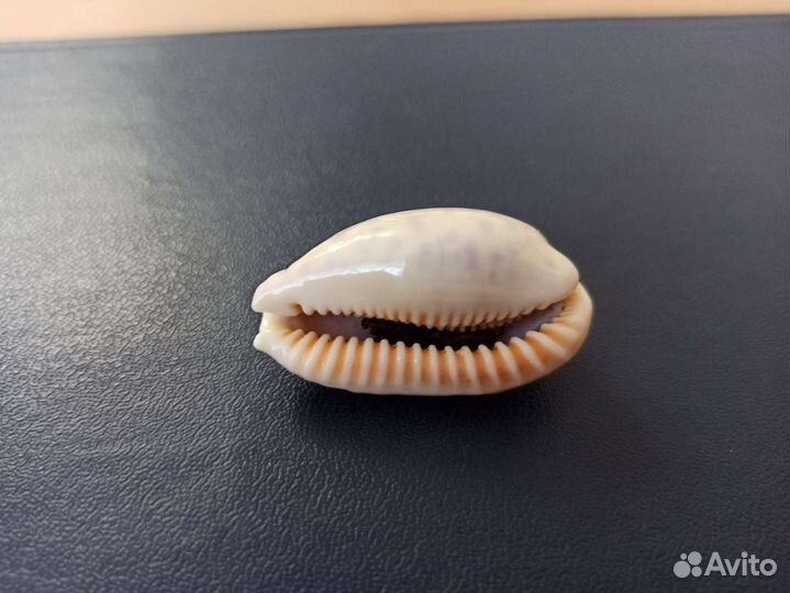 Морская раковина