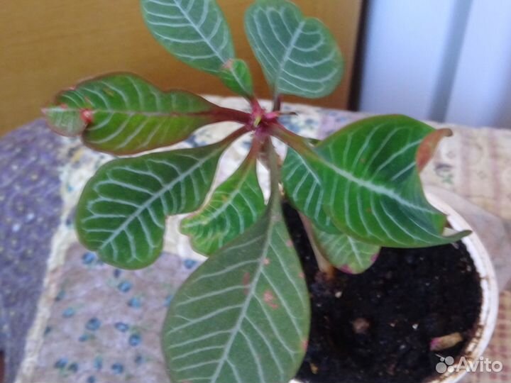 Денежное дерево. Сансевиерия Ханна