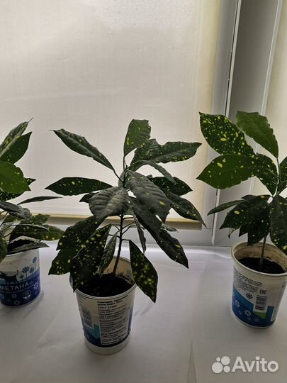 Комнатные цветы